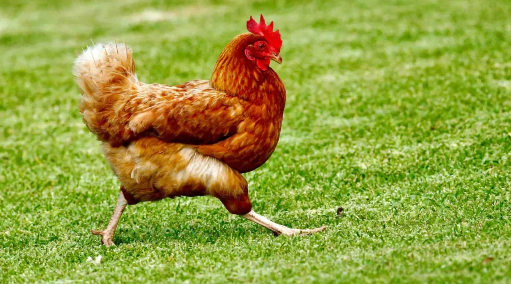 Chickens' Life Cycle