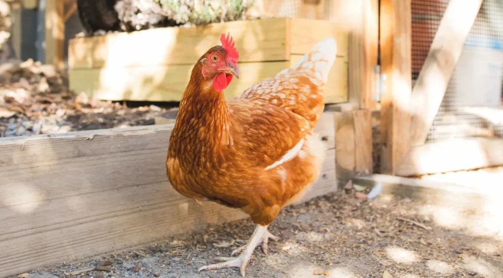 Chickens' Life Cycle