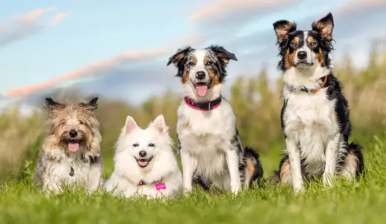 Dogs' Life Cycle