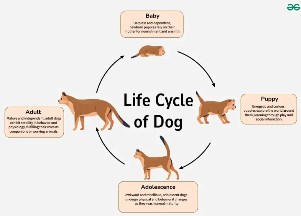 Dogs' Life Cycle