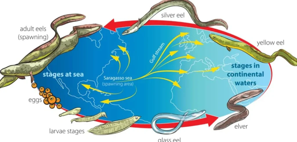 Eel Life Cycle