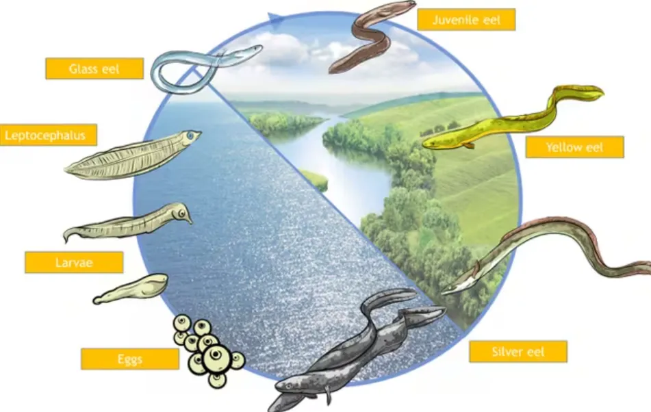Eel Life Cycle