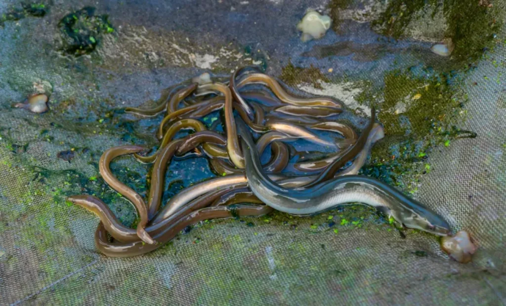 Eel Life Cycle