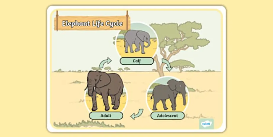 Elephant Life Cycle
