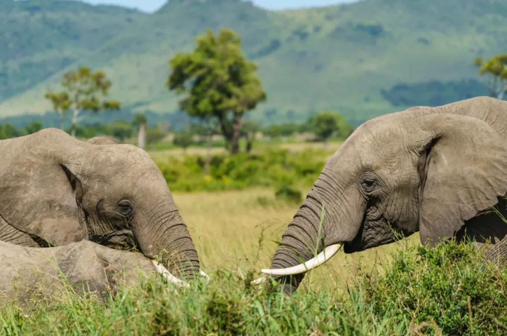 Elephant Life Cycle