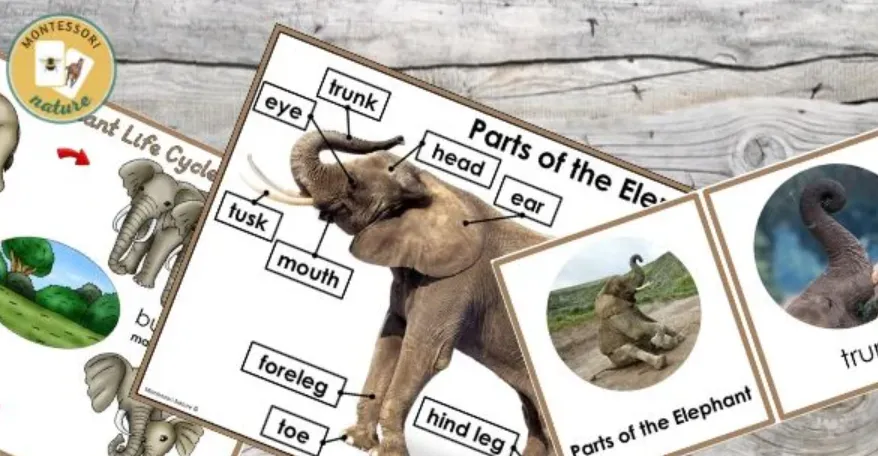 Elephant Life Cycle