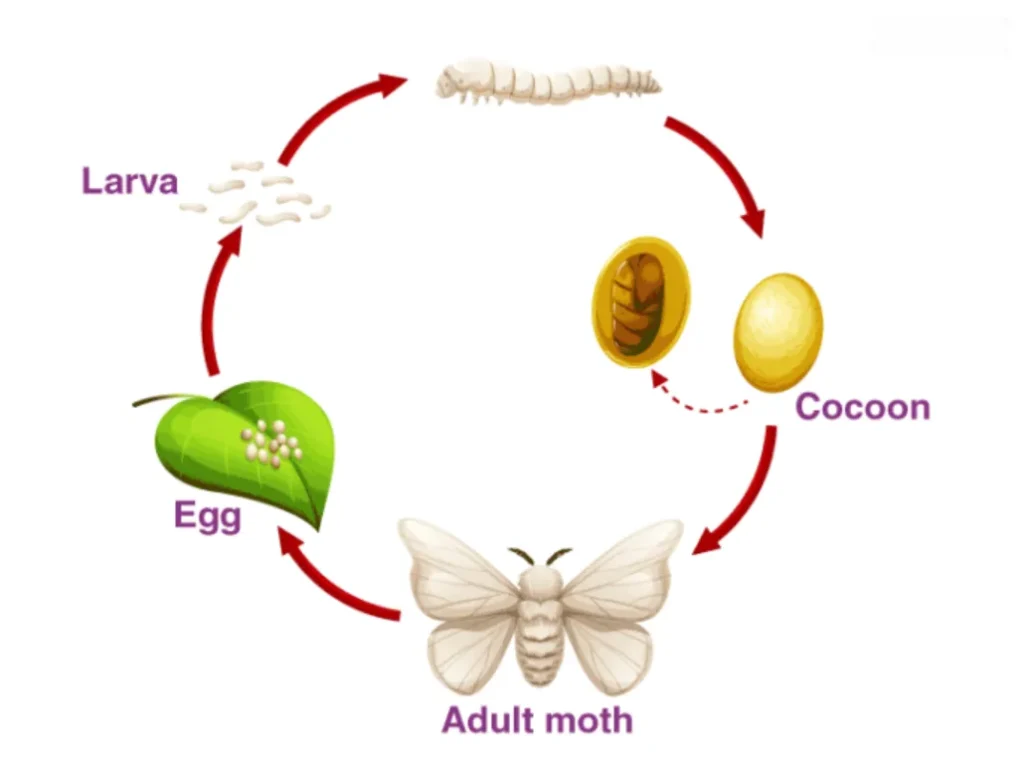 Food Moths Life Cycle