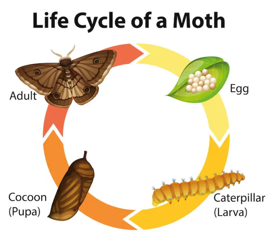 Food Moths Life Cycle