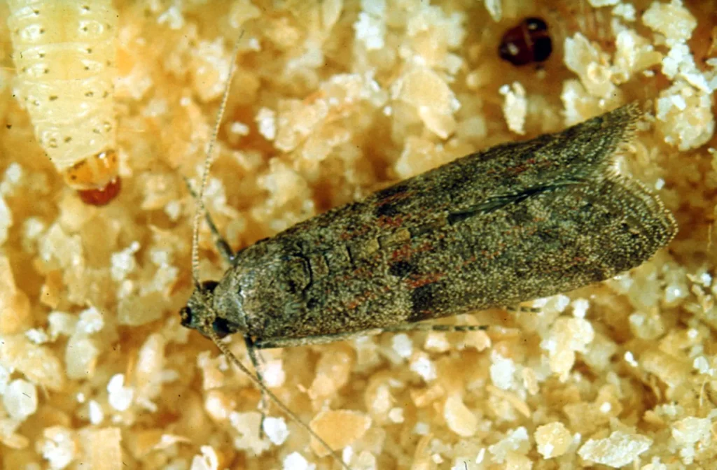Grain Moth Life Cycle