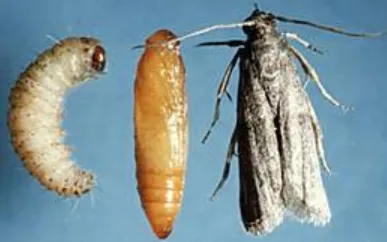 Grain Moth Life Cycle