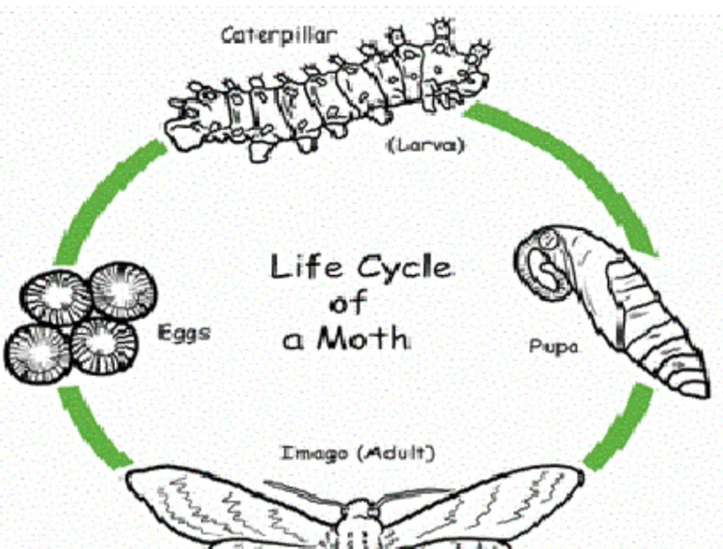 Grain Moth Life Cycle