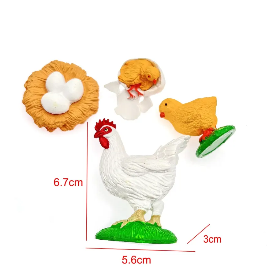 Hen Life Cycle