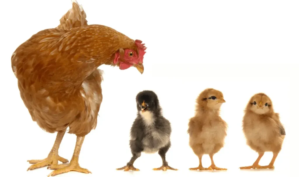 Hen Life Cycle