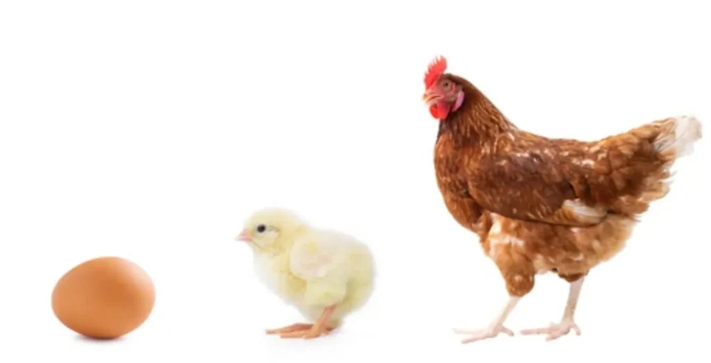 Hen Life Cycle