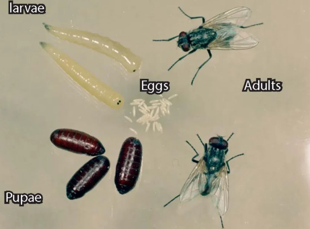 House Fly Life Cycle