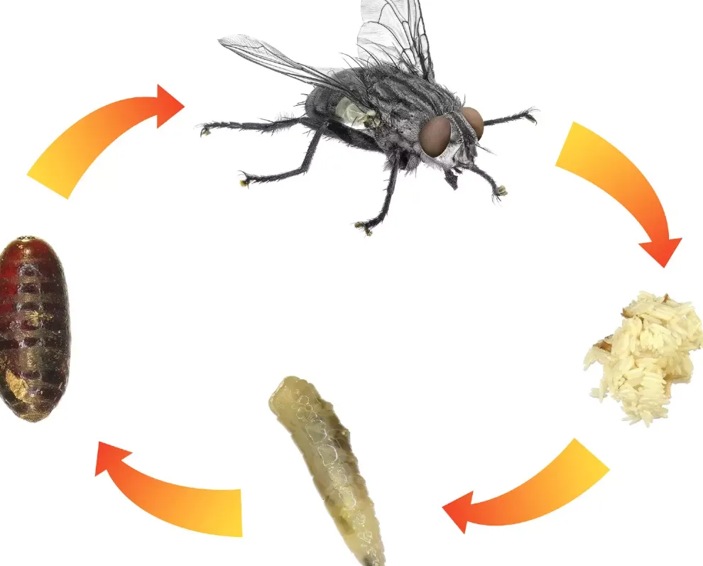 House Fly Life Cycle