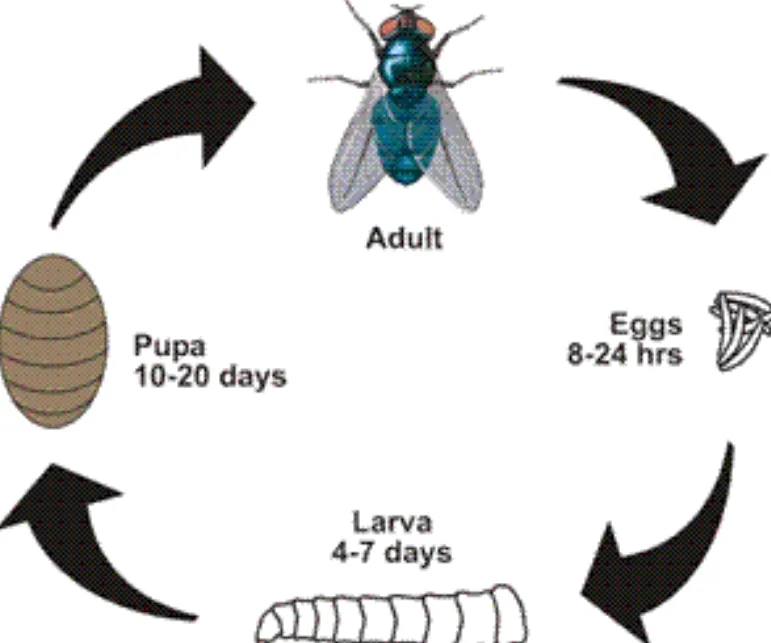 House Fly Life Cycle