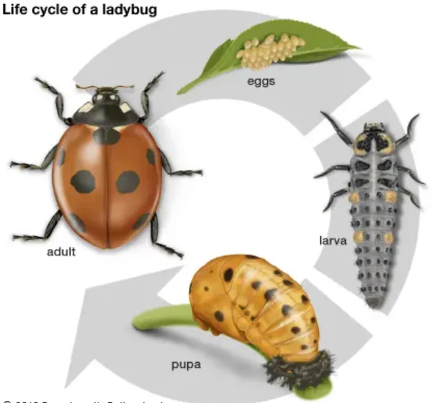 Ladybeetle Life Cycle