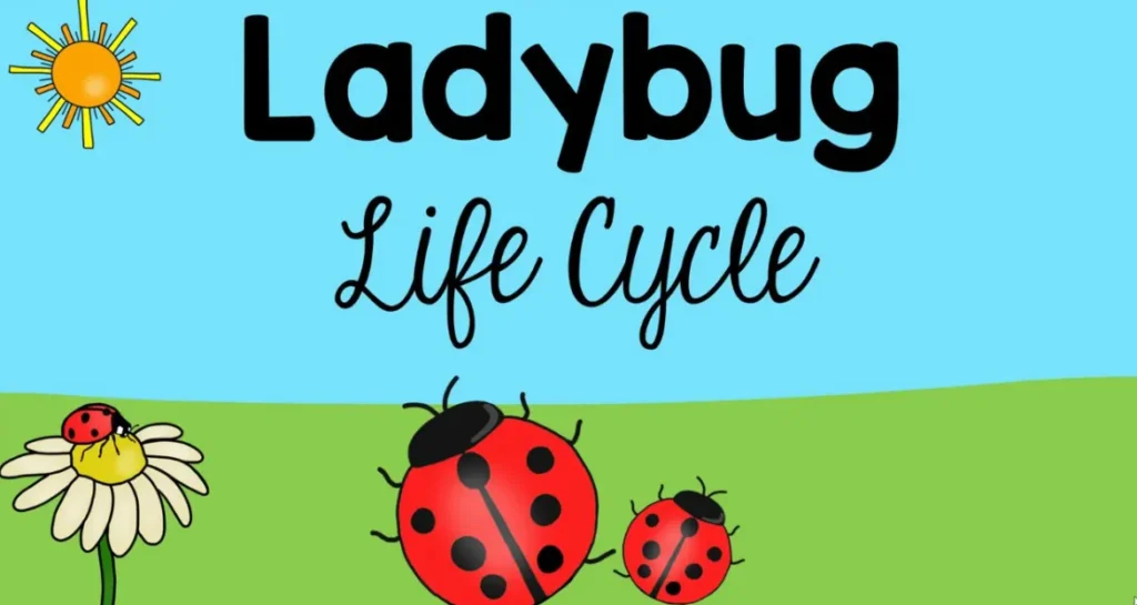 Ladybeetle Life Cycle