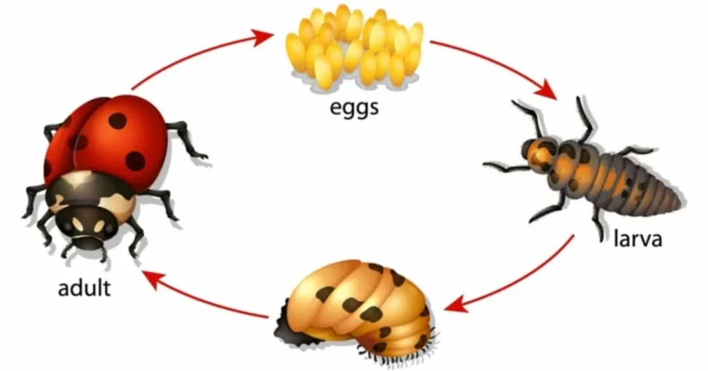 Ladybeetle Life Cycle