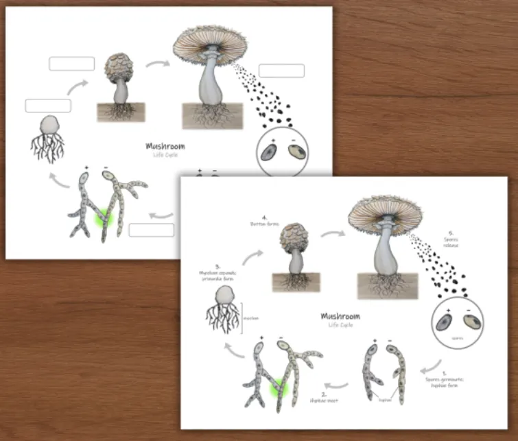 Life Cycle of Fungi