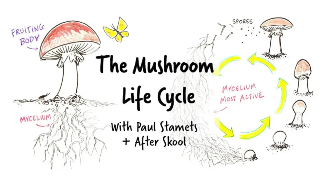 Life Cycle of Fungi