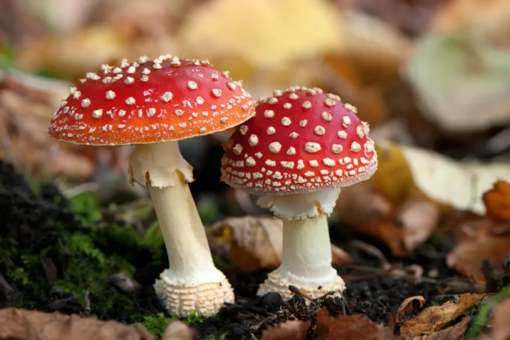 Life Cycle of Fungi