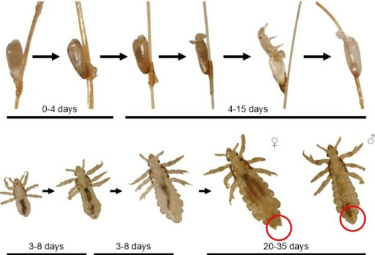 Life Cycle of Head Lice