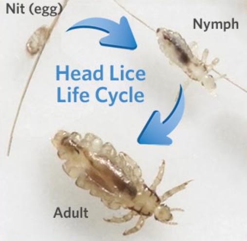 Life Cycle of Head Lice
