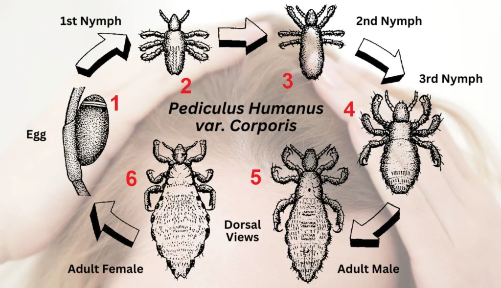 Life Cycle of Head Lice