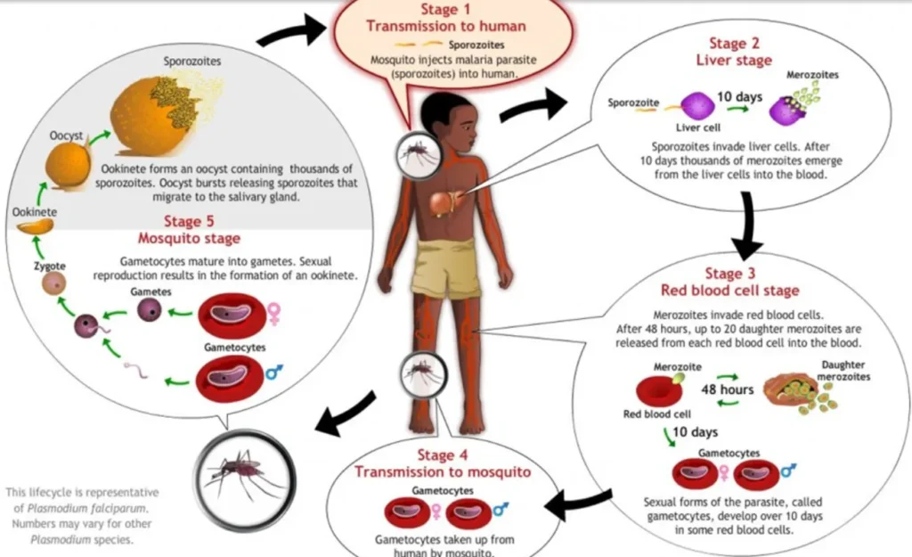 Life Cycle of Malarial Parasite Plasmodium