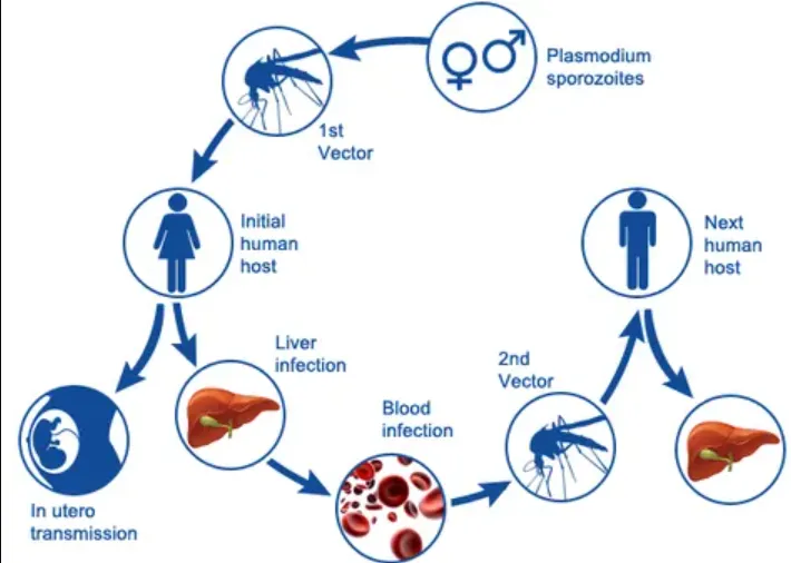 Life Cycle of Malarial Parasite Plasmodium