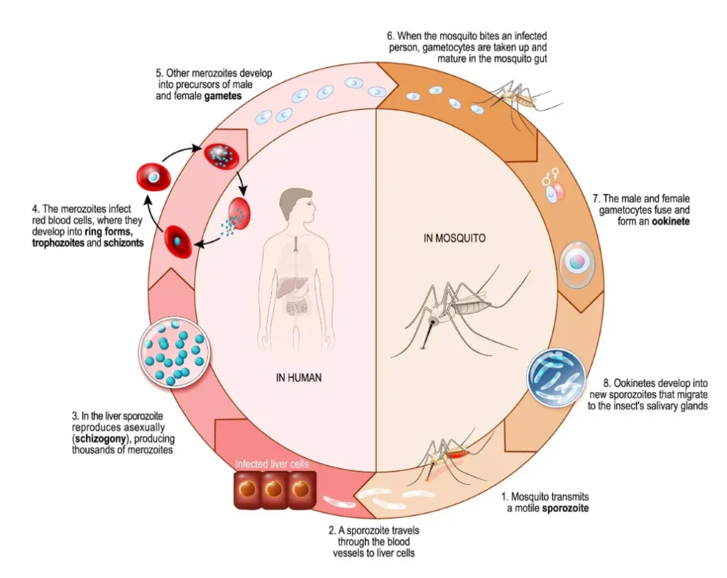 Life Cycle of Malarial Parasite Plasmodium