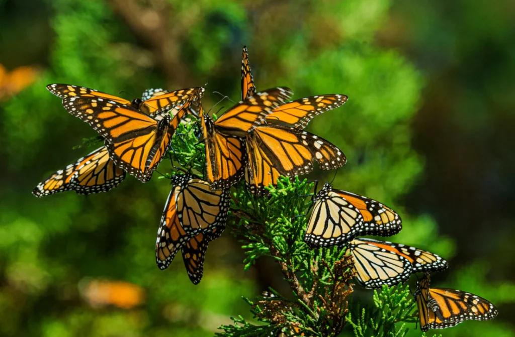 Life Cycle of Monarch Butterfly