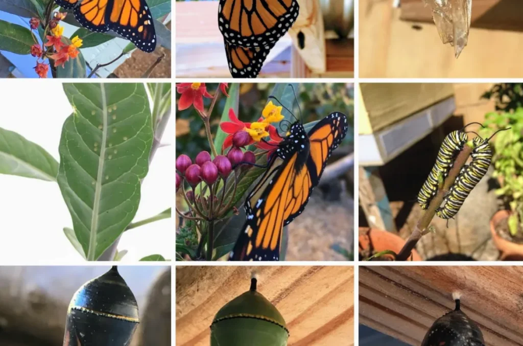 Life Cycle of Monarch Butterfly
