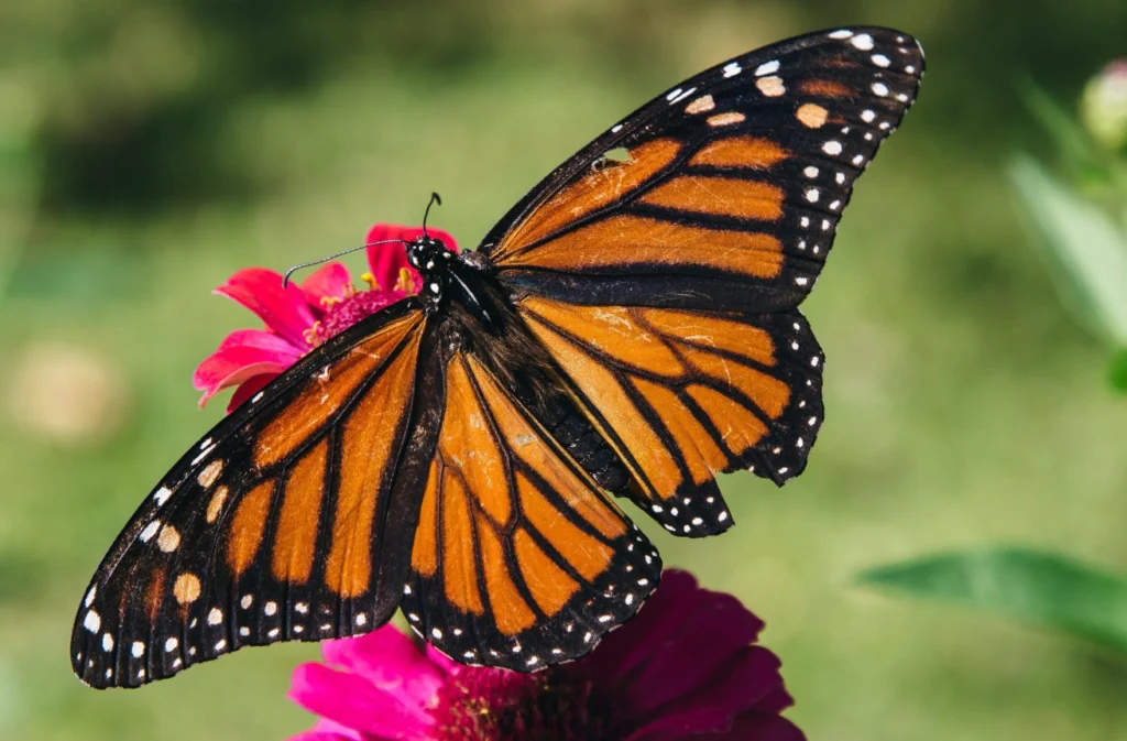 Life Cycle of Monarch Butterfly