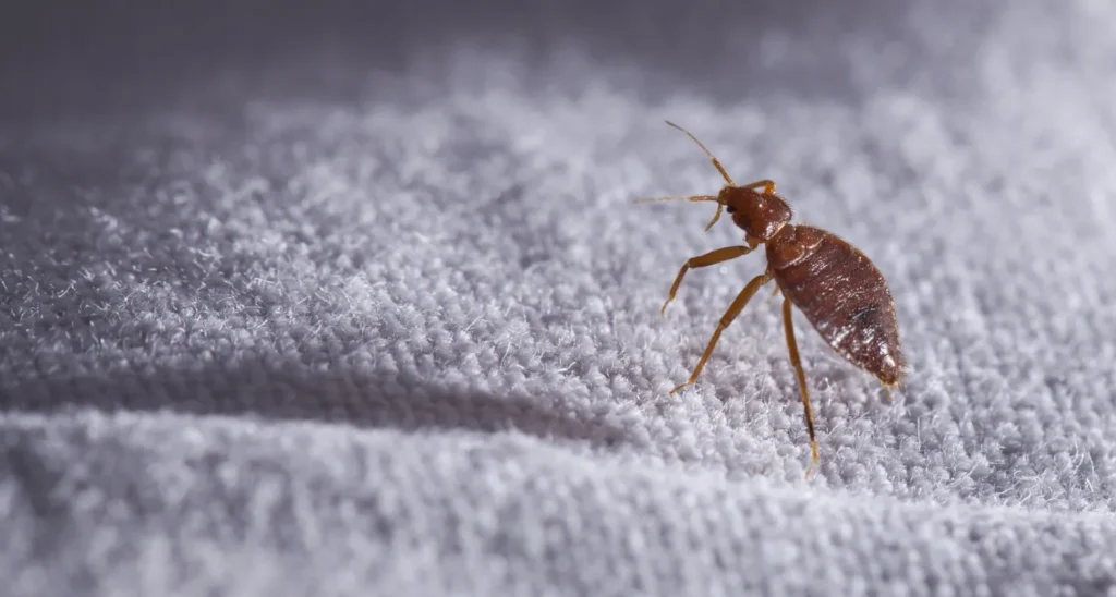 Life Cycle of a Bed Bug