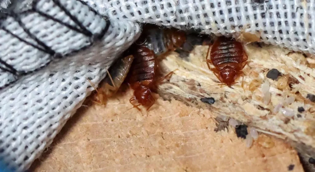 Life Cycle of a Bed Bug