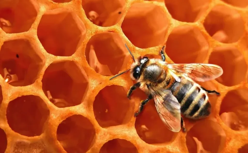 Life Cycle of a Beehive