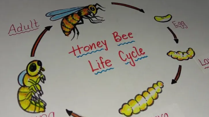 Life Cycle of a Beehive