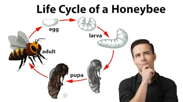 Life Cycle of a Beehive