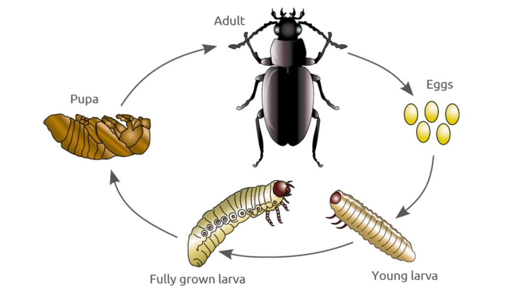 Life Cycle of a Beetle