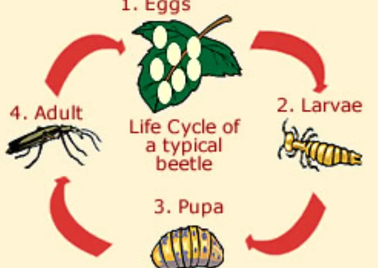 Life Cycle of a Beetle