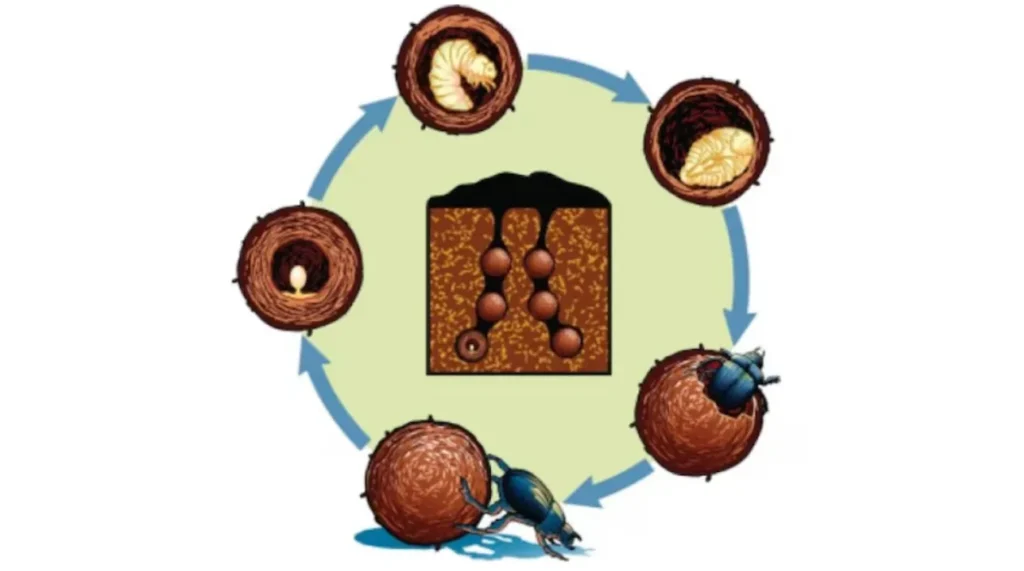 Life Cycle of a Beetle