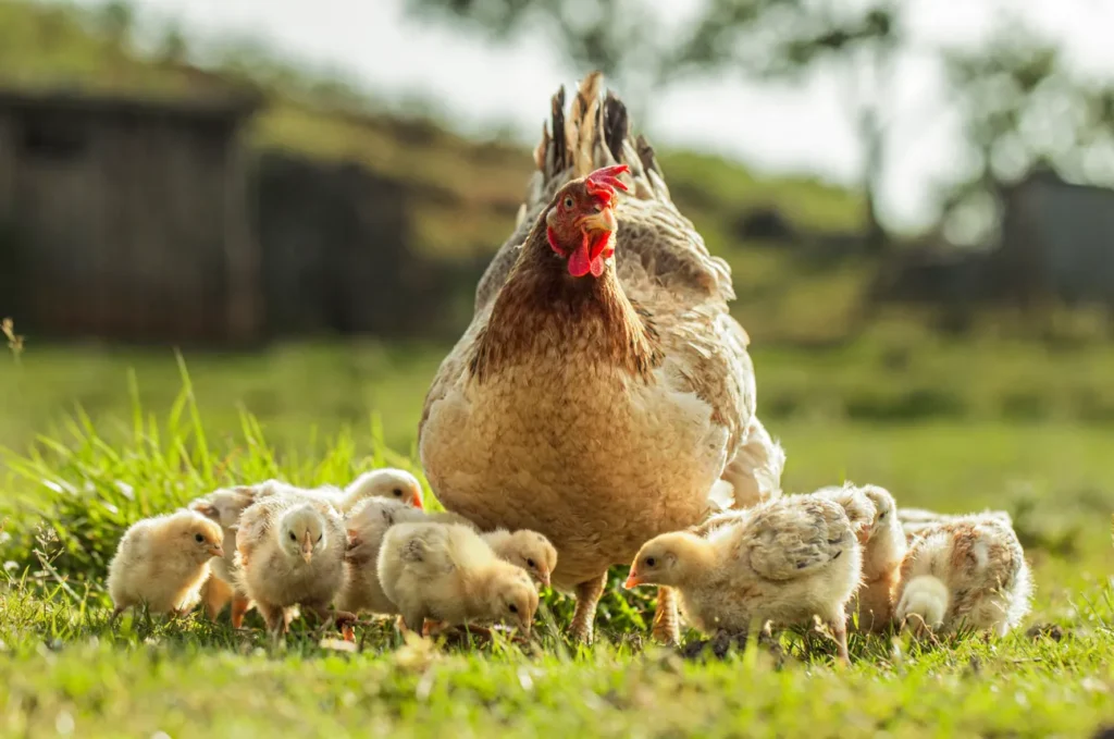 Life Cycle of a Chick (2)