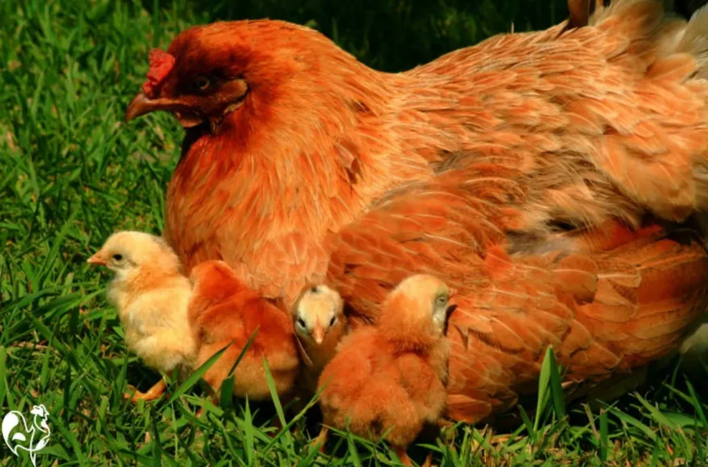 Life Cycle of a Chick