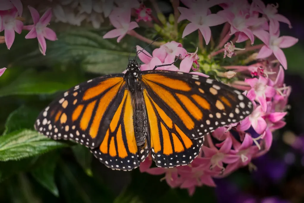 Life Cycle of a Monarch