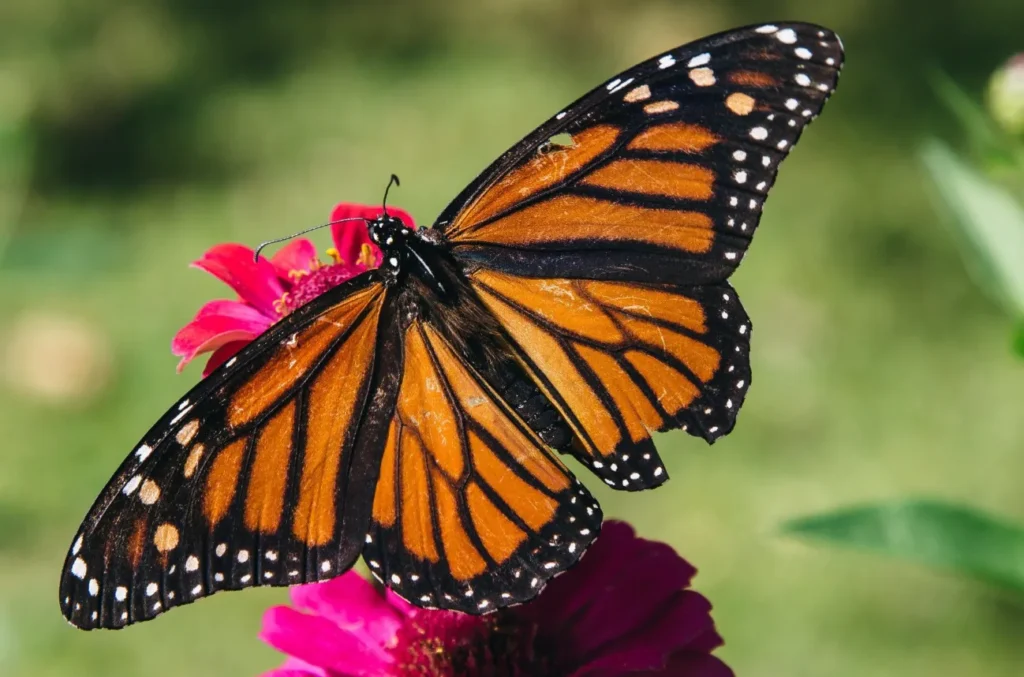 Life Cycle of a Monarch