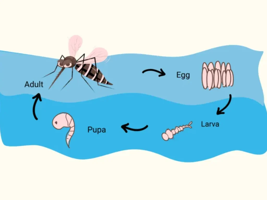 Life Cycle of a Mosquito