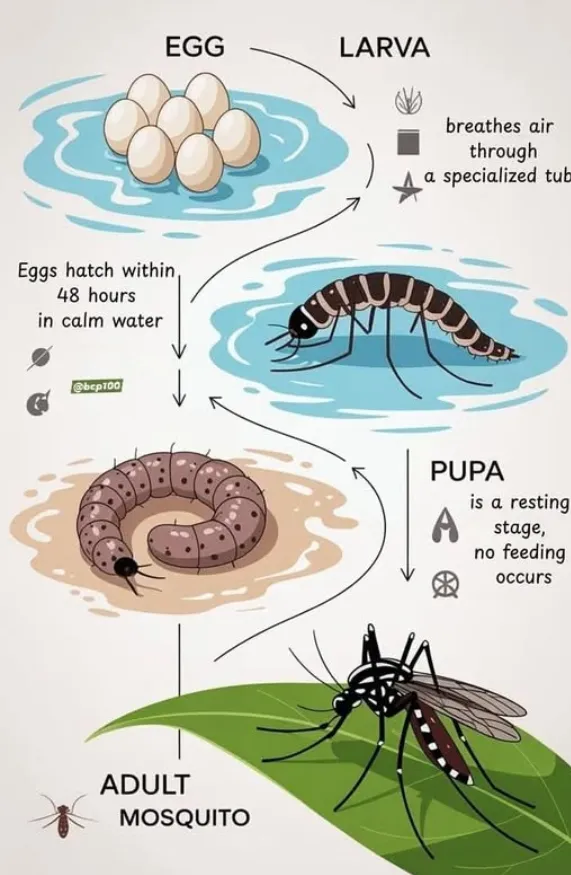 Life Cycle of a Mosquito